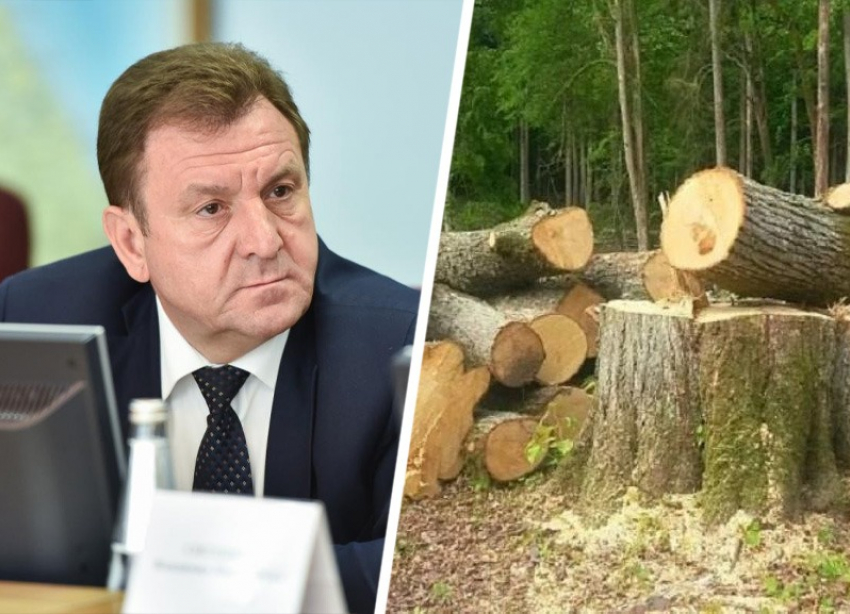 Власти Ставрополя планируют вырубить более 33 тысяч деревьев и построить водовод