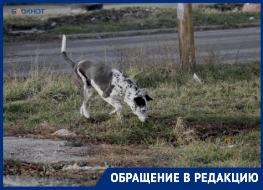 «Началась рвота и судороги»: волна массовых отравлений собак накрыла Промышленный район Ставрополя 