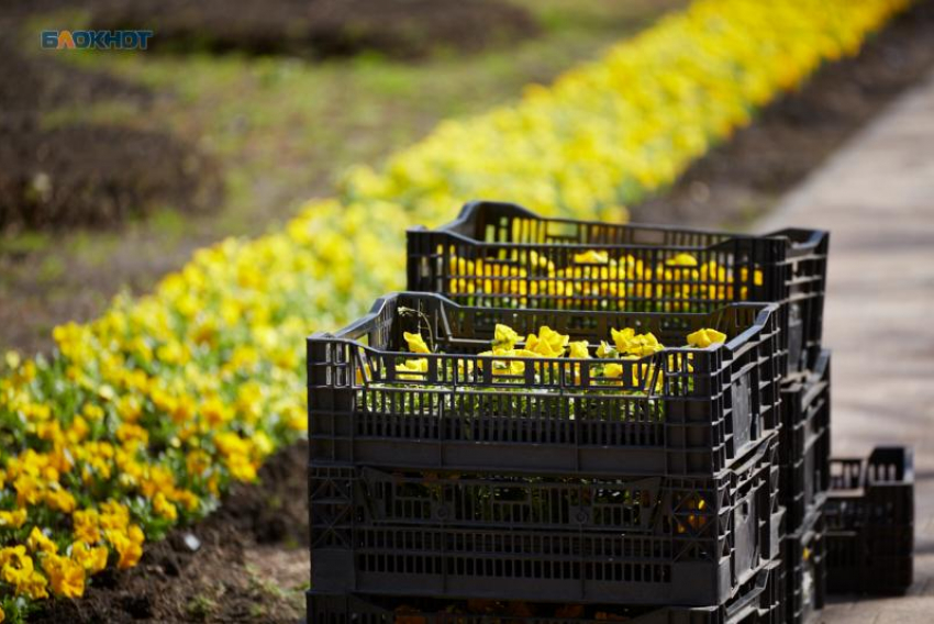 Бюджетные полмиллиона на озеленение гостиницы на горе Стрижамент потратит правительство Ставрополья