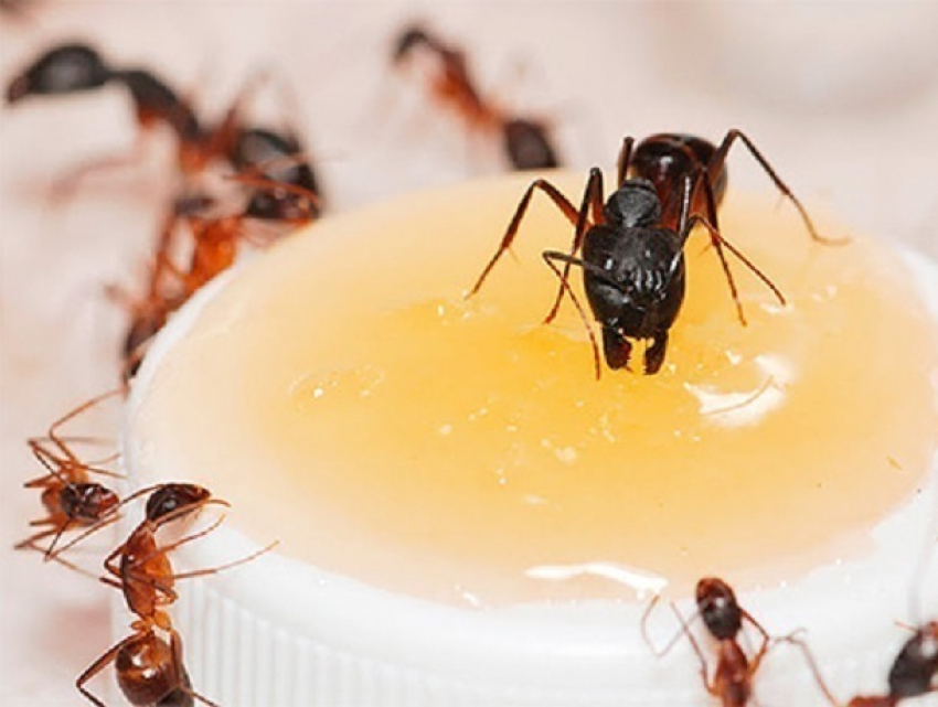 Нашедшей  живого муравья в салате посетительнице заявили, что он туда «залетел» сам