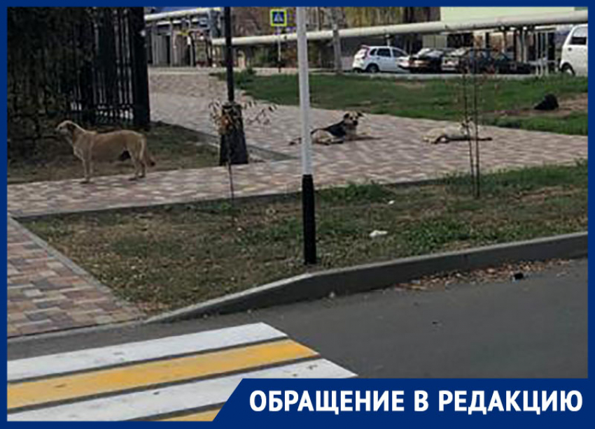 В Ставрополе бродячие собаки разорвали котенка