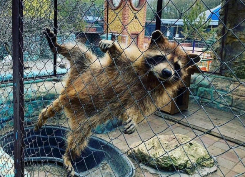 В Ставропольском крае снова откроются зоопарки