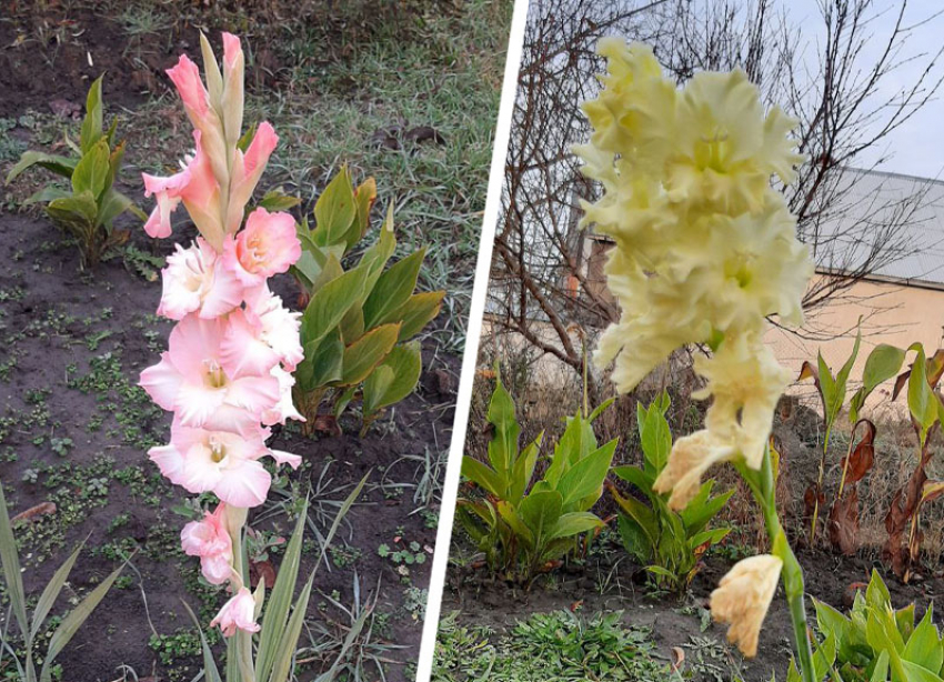 В Ставропольском крае в конце ноябре зацвели гладиолусы