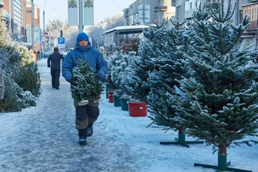 В Ставрополе с 15 декабря начнут работать елочные базары