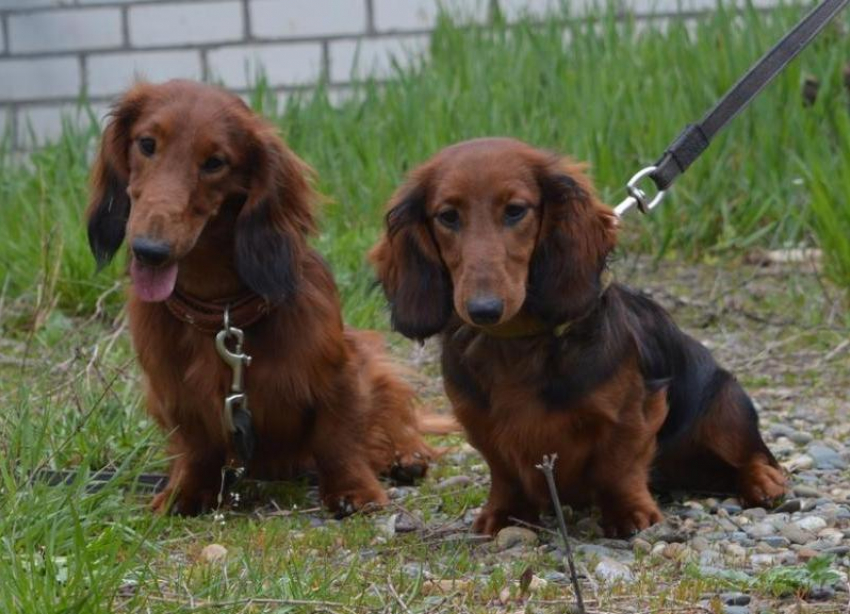 В раскрытии преступлений ставропольской полиции помогают собаки