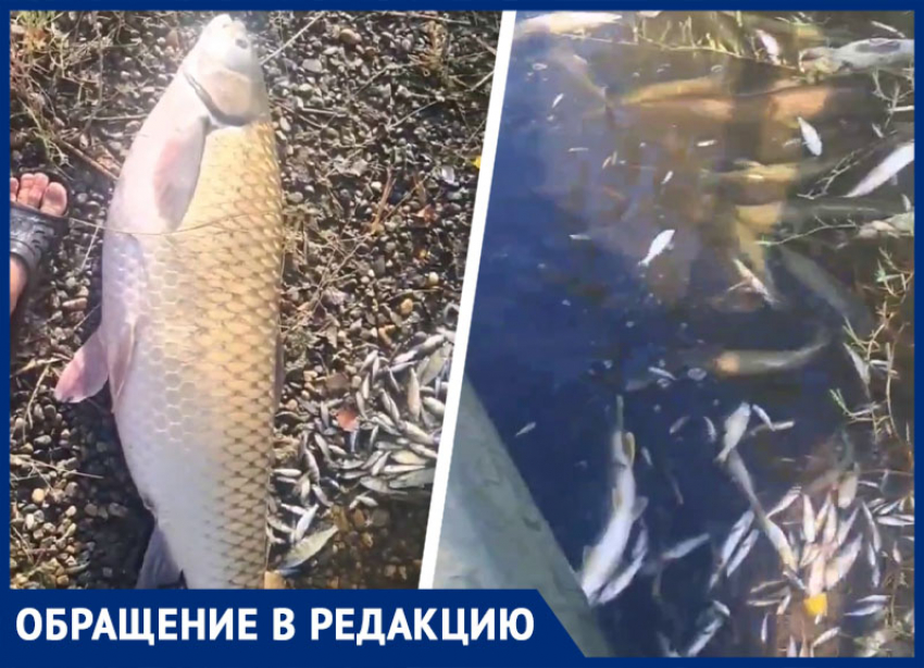 «Рыба ползет к берегу и ищет спасения»: озеро Барсуки усеяно погибшими обитателями 