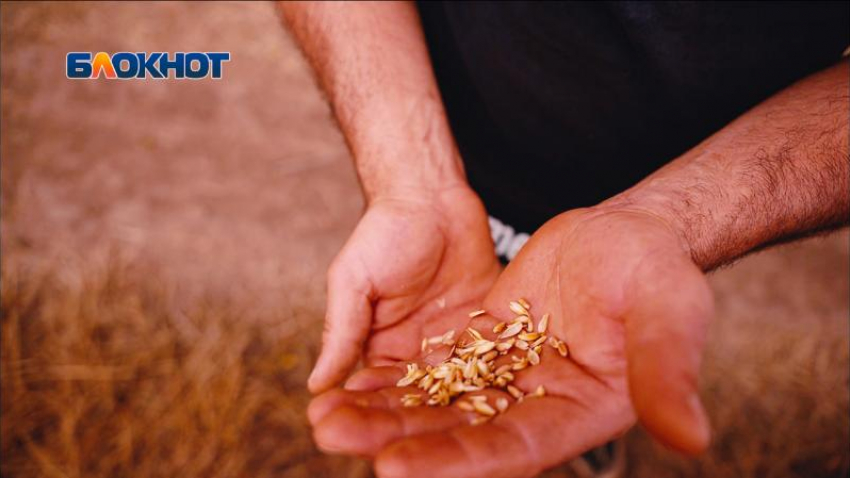 Афанасовский гамбит: более 10 лет экс-глава КФХ борется за перешедшую брату сенатора Ставрополья землю