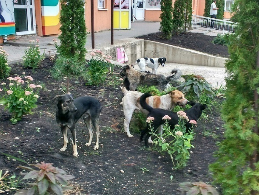 Агрессивная стая бродячих собак нападает на прохожих на Юго-Западе Ставрополя
