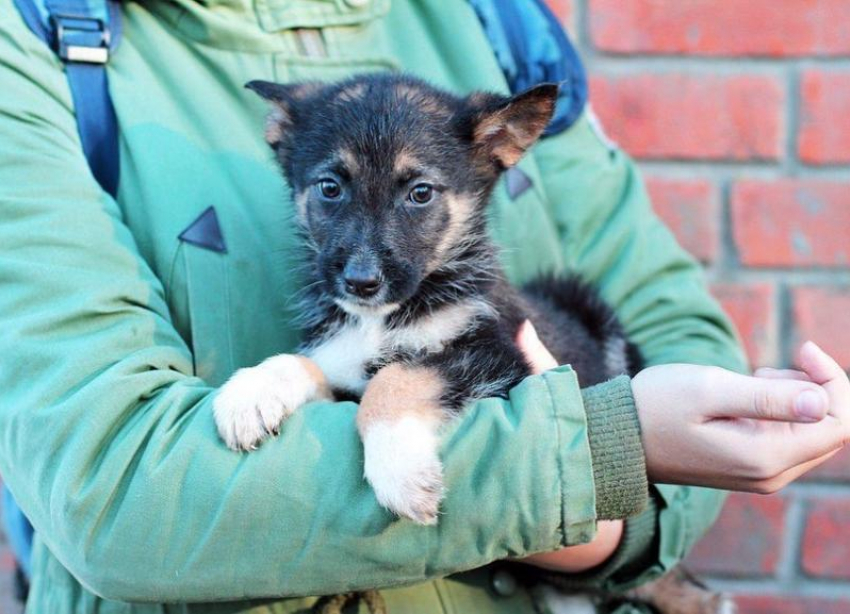 Бродячих собак из Невинномысска перевезут в Ставрополь