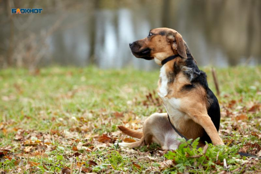 Трехлетней девочке выплатили 30 тысяч компенсации за укусы собаки на Ставрополье