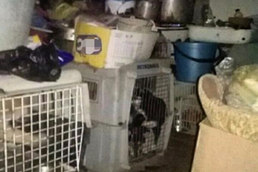 В ужасных условиях погибают породистые собаки у заводчицы в Железноводске