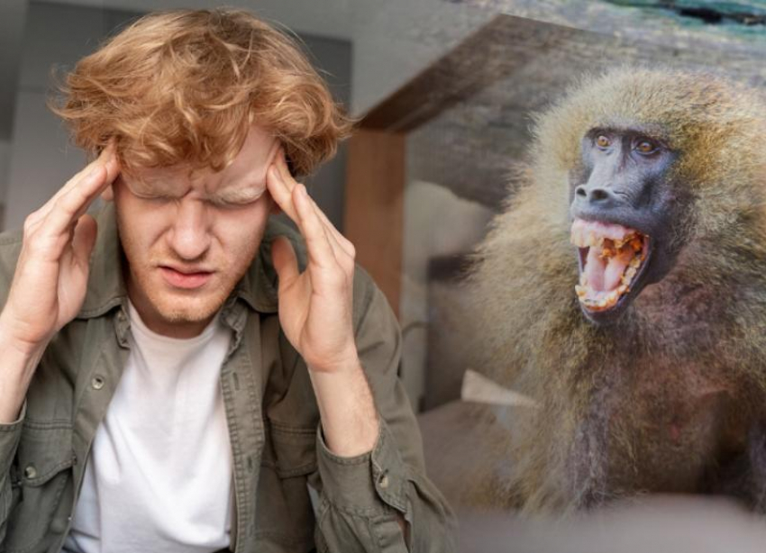Первый случай оспы обезьян выявили в России