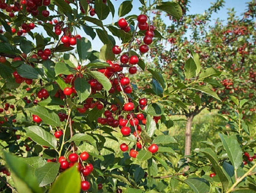 Урожайность вишни и других ягод увеличилась на 12 процентов в Ставропольском крае