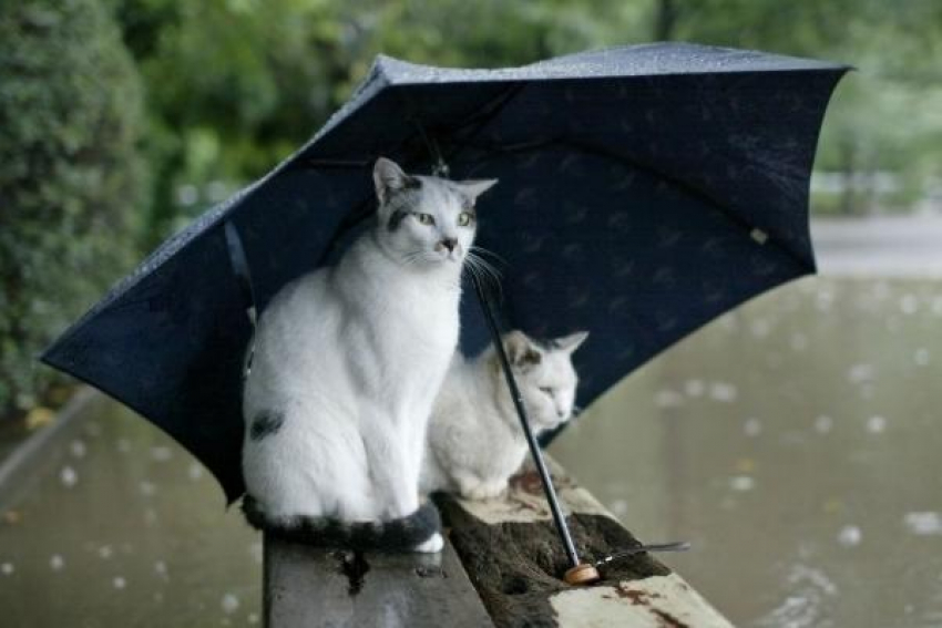 Сильный ливень пройдет на выходных в Ставрополе
