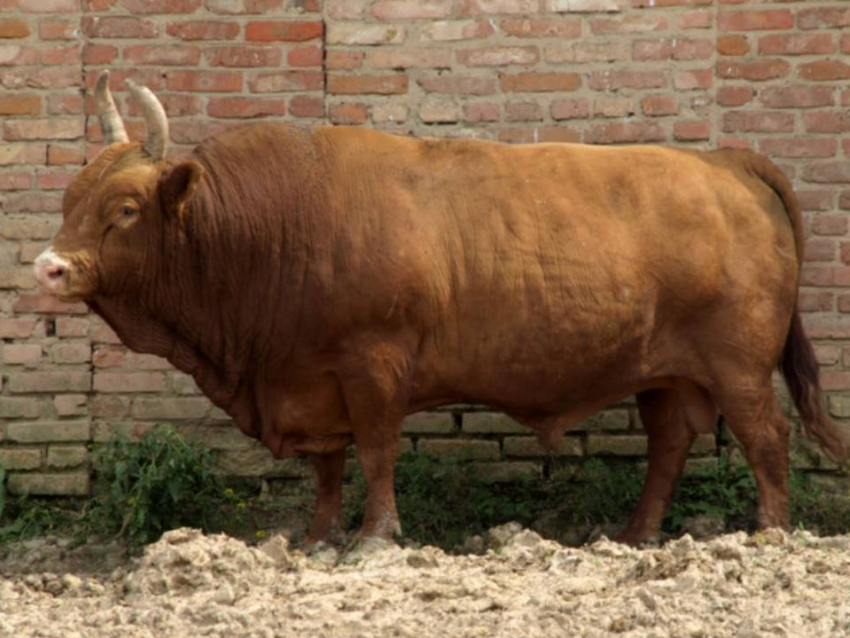 Новый тип калмыцкого скота выведен на Ставрополье 