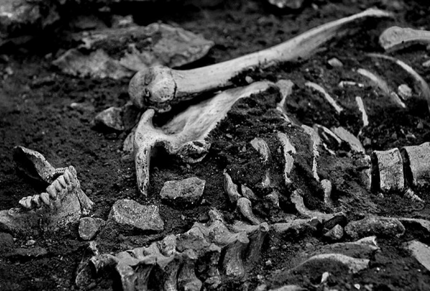 На Ставрополье нашли человеческие останки предположительно времен ВОВ