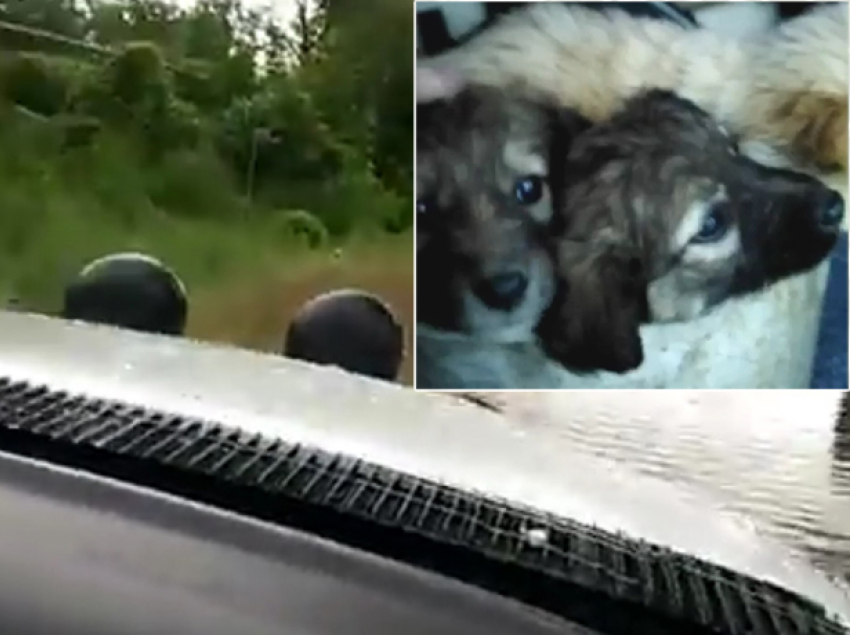 Активисты на джипах спасали людей и животных в затопленных селах на Ставрополье и попали на видео