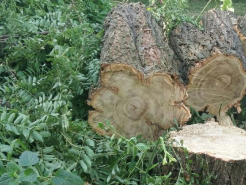 Зачем спилили здоровые деревья? - жители Ставрополя не поверили заключению городской комиссии