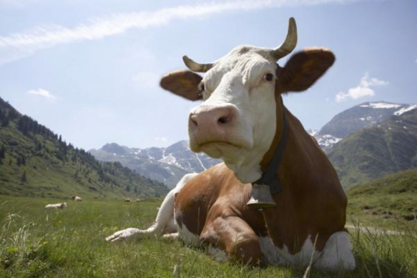 Более 114 млн рублей выделят на поддержку молочного животноводства на Ставрополье