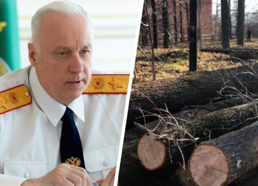 Вырубкой деревьев в Дубовой роще Ставрополя заинтересовался глава Следкома РФ Бастрыкин 