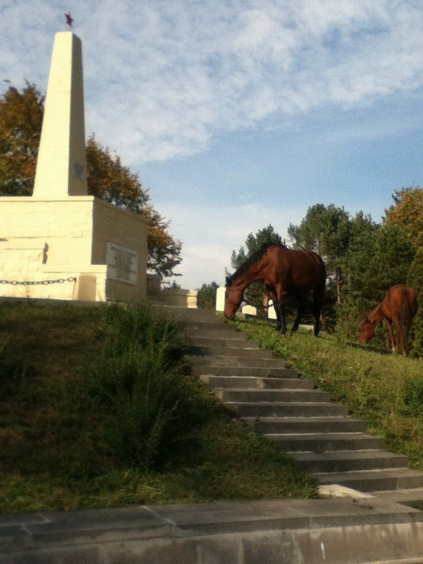 Лошади гадят на памятник героям гражданской войны в Кисловодске