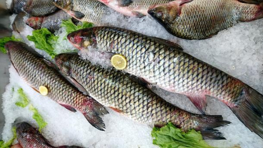За счет господдержки на Ставрополье возрастает темп производства рыбы 