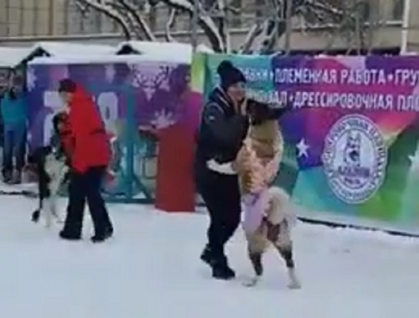 Бальные танцы станцевали собаки в центре Ставрополя и попали на видео