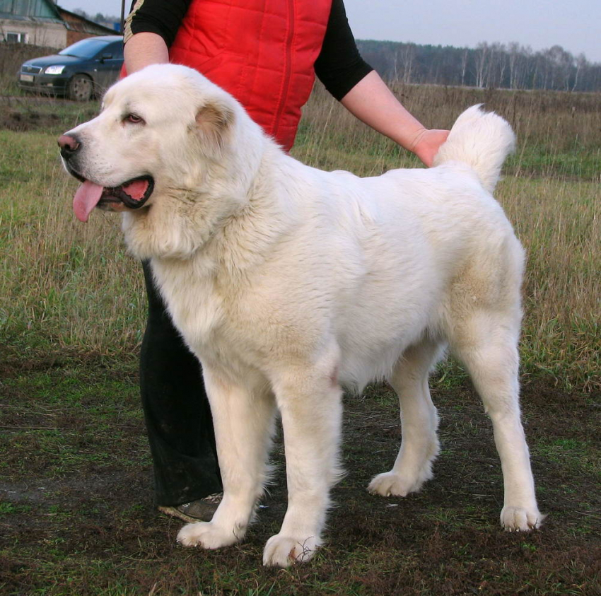 На Ставрополье рецидивист украл у фермера собаку