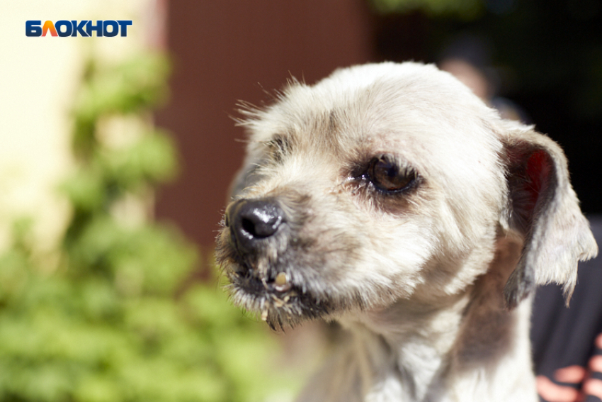 На Ставрополье ребенку-инвалиду выплатят 50 тысяч рублей после нападения собаки