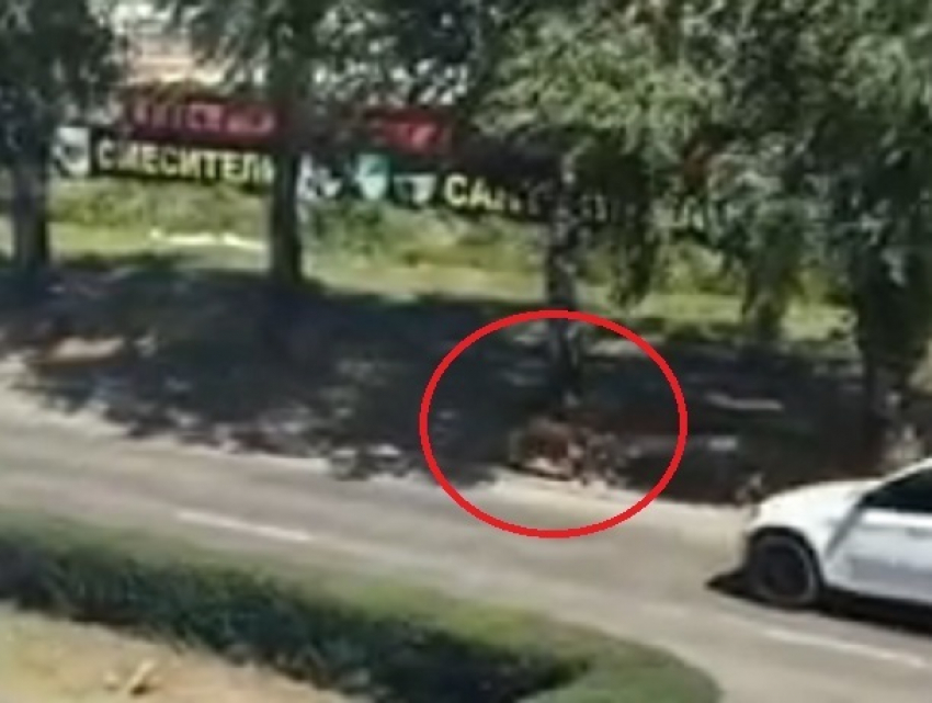Коза бегала по улицам и попала на видео в Ставрополе