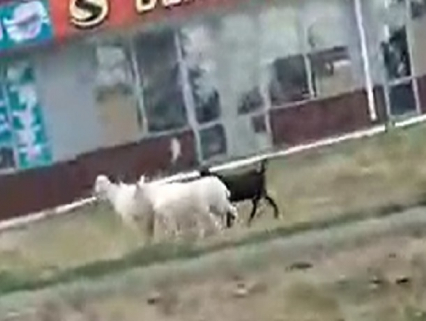 Целое стадо коз разгуливает по Ставрополю само по себе