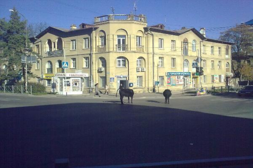 В Кисловодске коровы вышли пастись в город