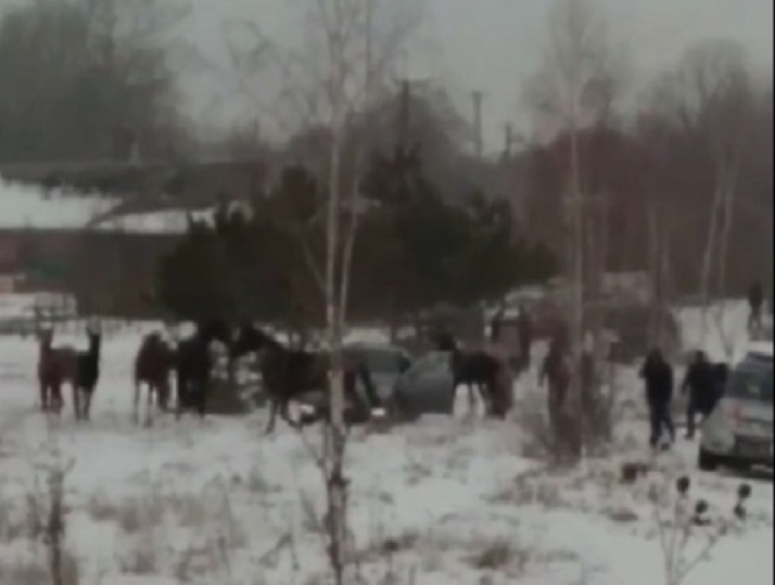 Спасатели вызволяли провалившуюся под лед лошадь на Ставрополье