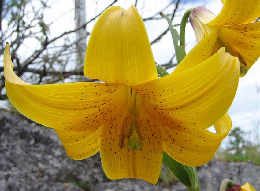 Красивый цветок может перестать радовать взор Ставропольцев из-за выпаса скота и сбора на букеты