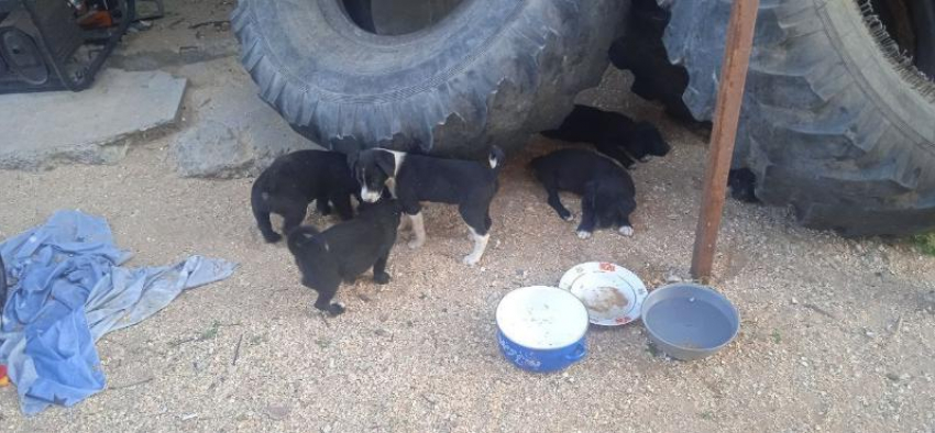 Участник СВО просит ставропольцев помочь спасти семью собак — маму и 8 щенят 