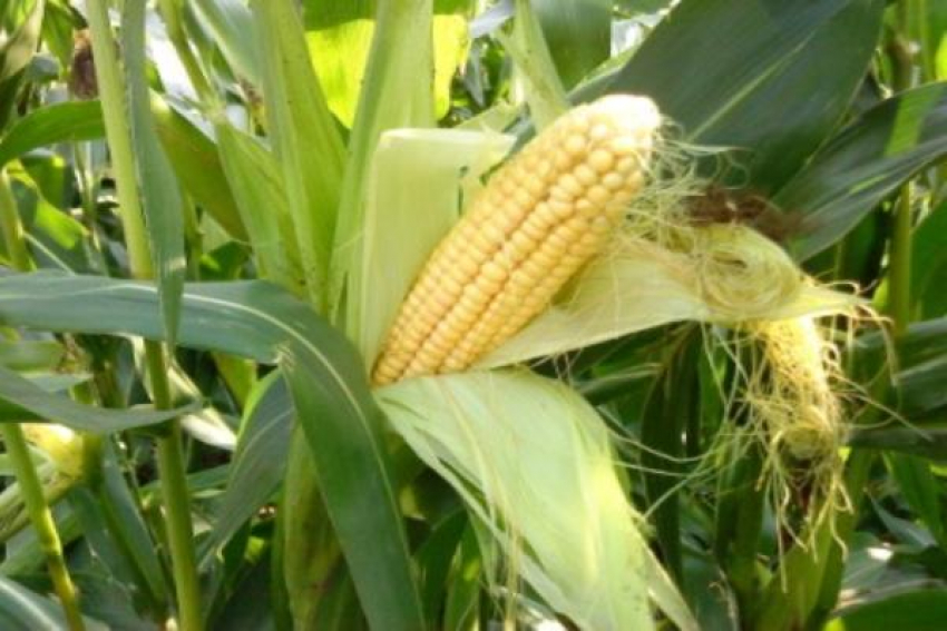 Десять тысяч тонн токсичной кукурузы выявили на Ставрополье