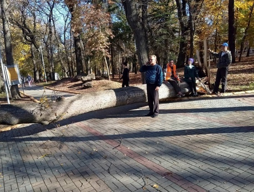 Многолетнее дерево рухнуло в Центральном парке Ставрополя