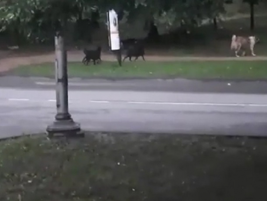 Озверевшая стая собак, терроризирующая жителей Кисловодска, попала на видео