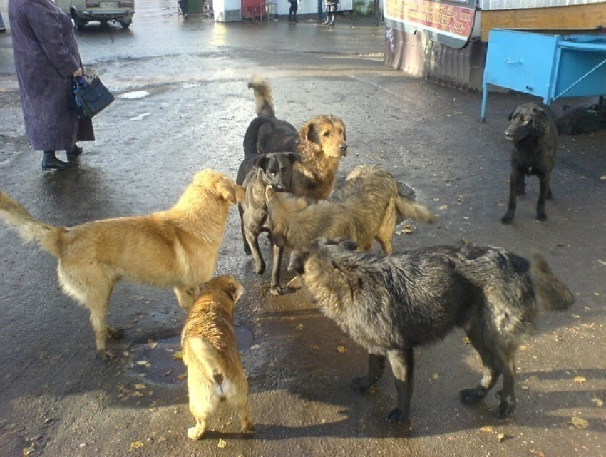 Кто-то должен следить за стаями собак в городе, они кусают людей, - жительница Ставрополя