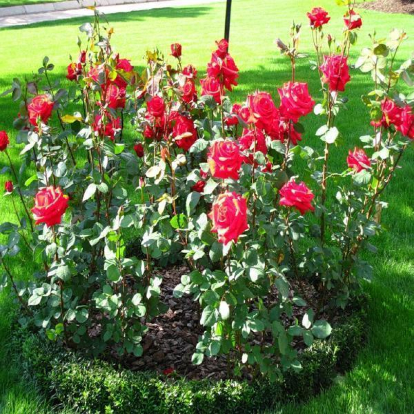 Школьники выступили за присвоение Ставрополю статуса «города роз»