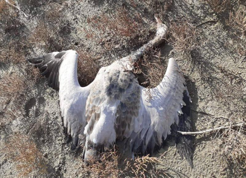 Уголовное дело из-за массовой гибели животных возбудили на Ставрополье