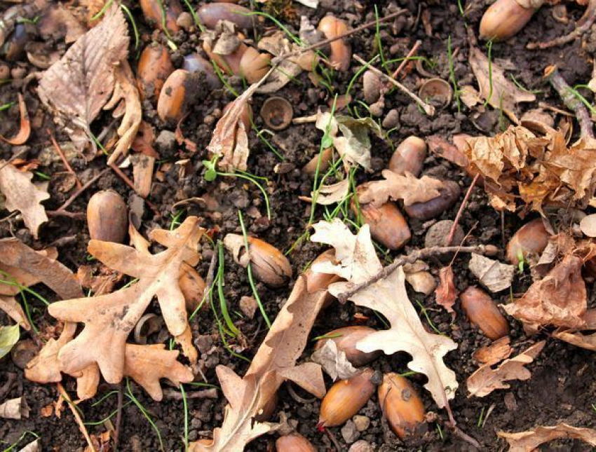 Желуди с пушкинского дуба высадят в лесах Ставрополья