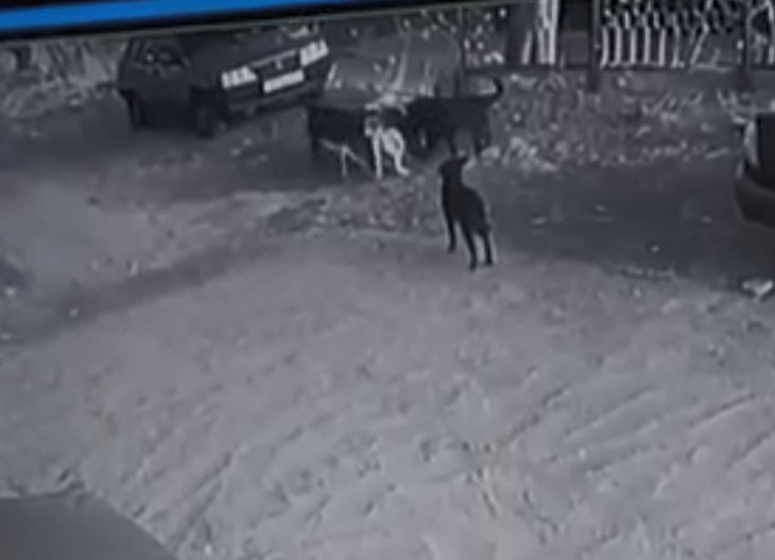 Стая собак растерзала кошку во дворе Кисловодска и попала на видео 