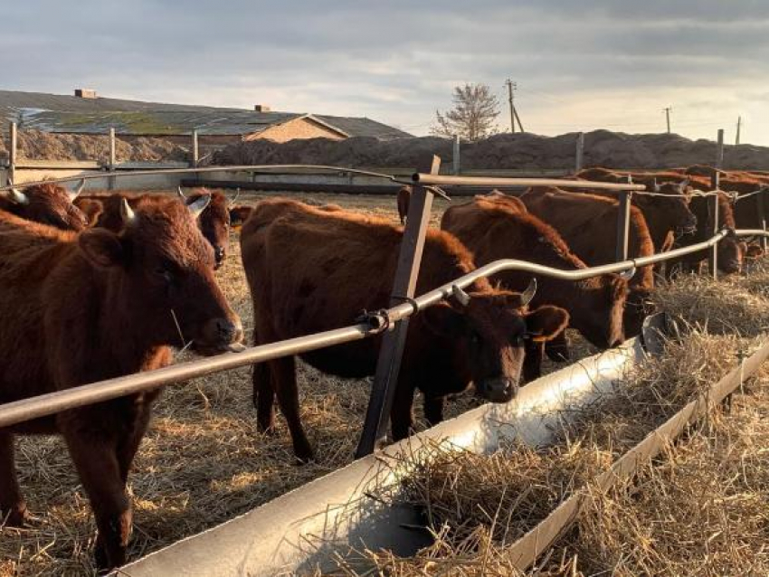 Ставрополье смогло увеличить производство говядины