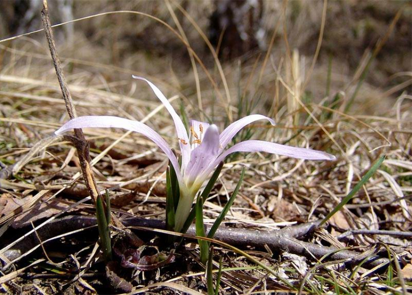 Редкое растение из Красной книги России исчезает на территории Ставропольского края
