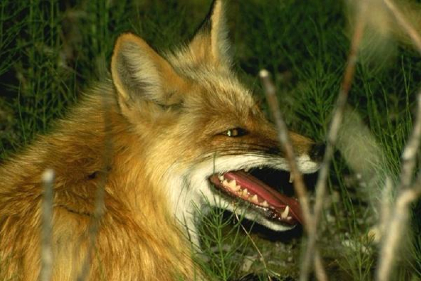 Из-за бешеных лисы и собаки в двух сёлах Ставрополья объявлен карантин
