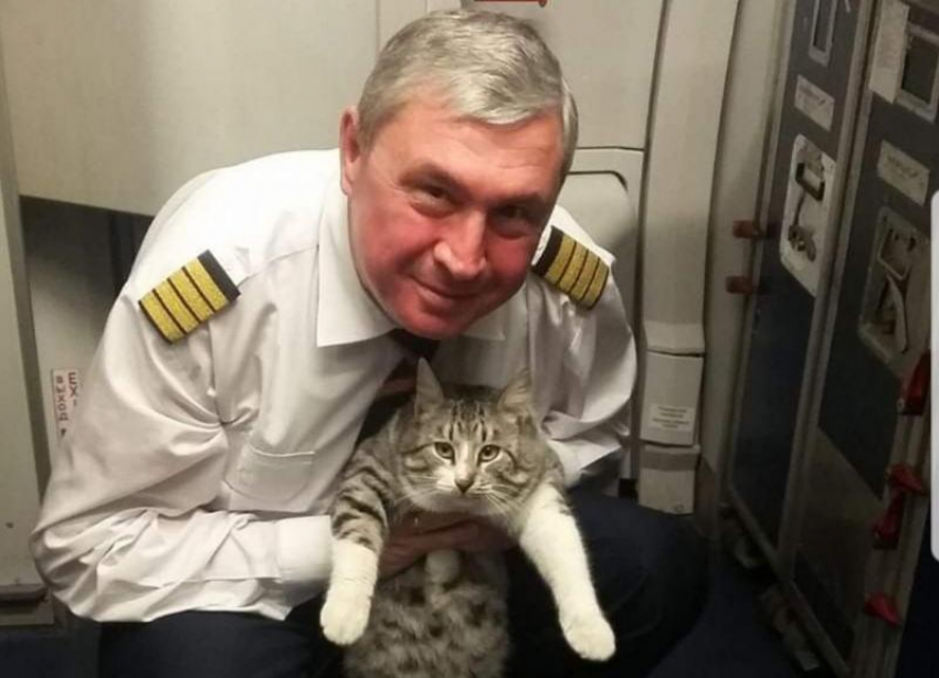 «Мой дружбан в Минводах»: пилот «Аэрофлота» подружился со ставропольским котом