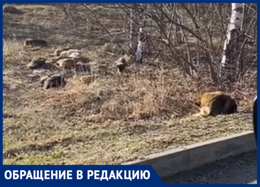 Жительницу Ставрополя напугала стая бездомных животных
