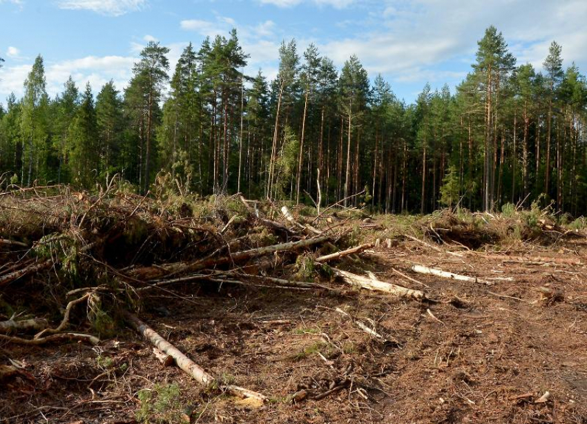 Жители Пятигорска бьют тревогу: в регионе вырубают лесополосы