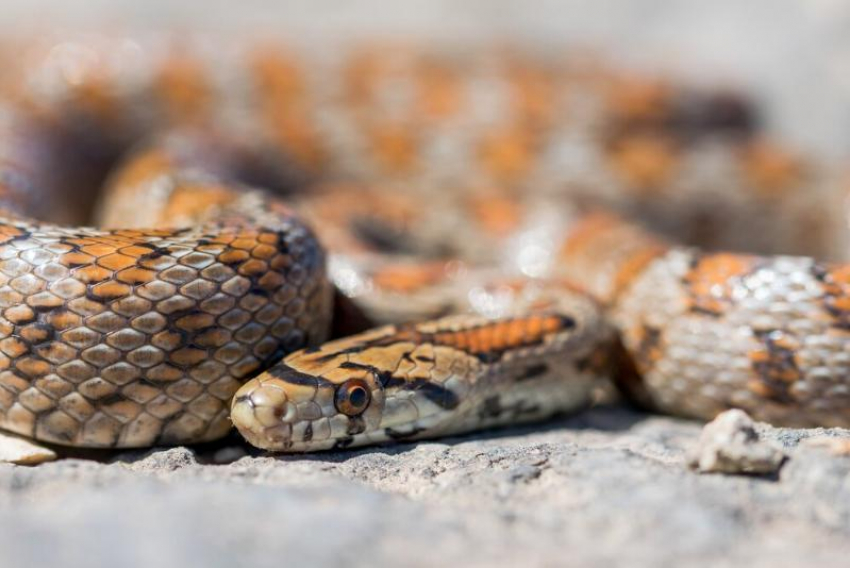 Двухметровую змею обнаружила жительница Ставрополья в своей летней кухне 